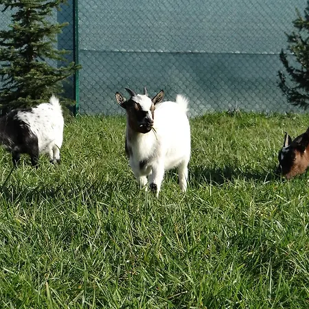 Rybarska Basta A Dobys Szolcsány